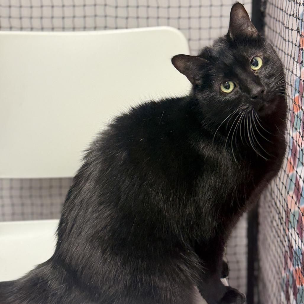 Enlarge Sebastian, a Adoptable Domestic Short Hair in Alexandria, VA image 6/6