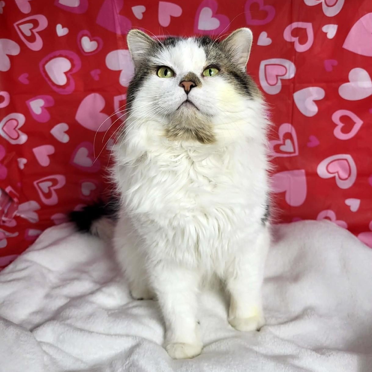 Wall-E, ADOPTABLE, Adult Male Domestic Long Hair.