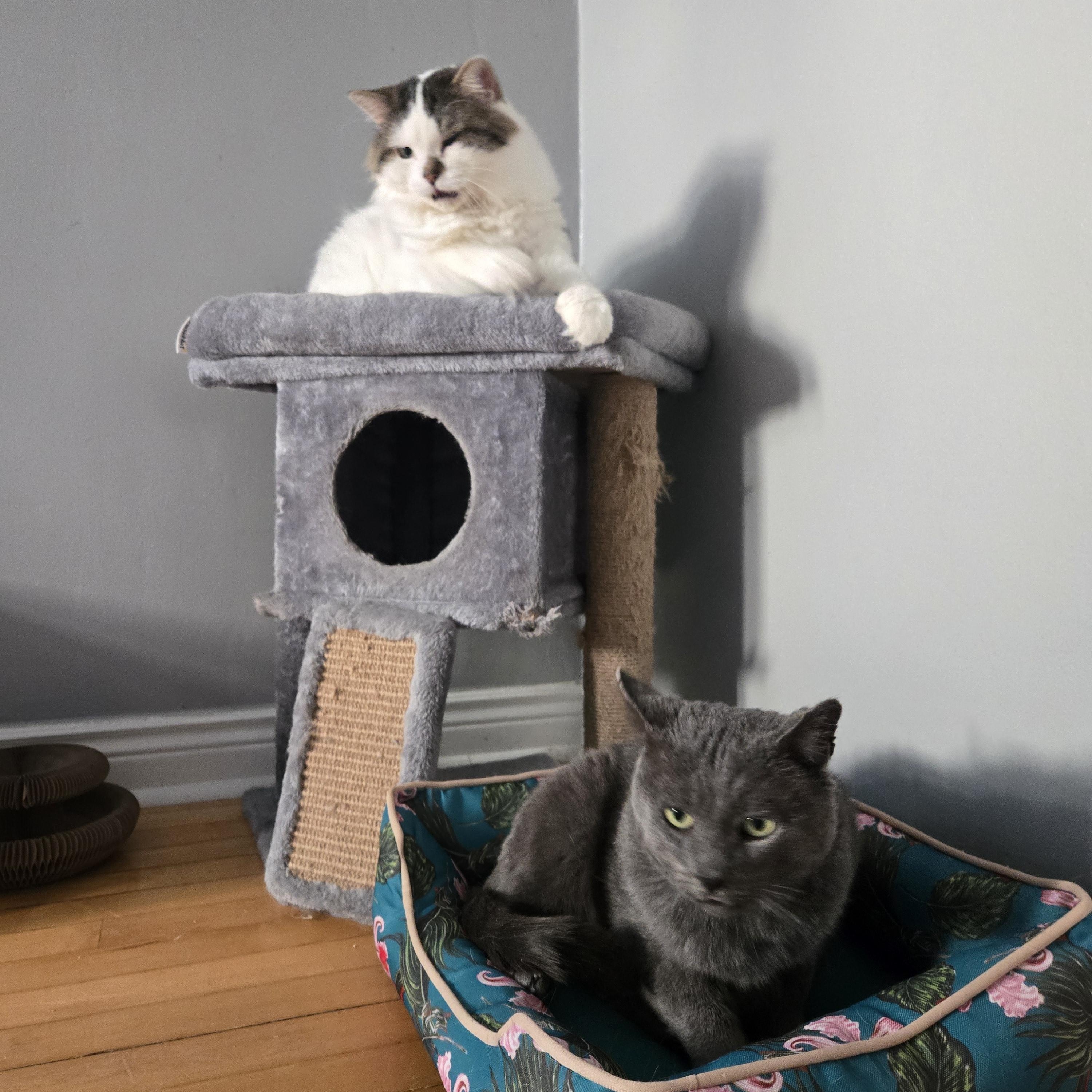 Wall-E, a ADOPTABLE Domestic Long Hair in Mississauga, ON image 4/6