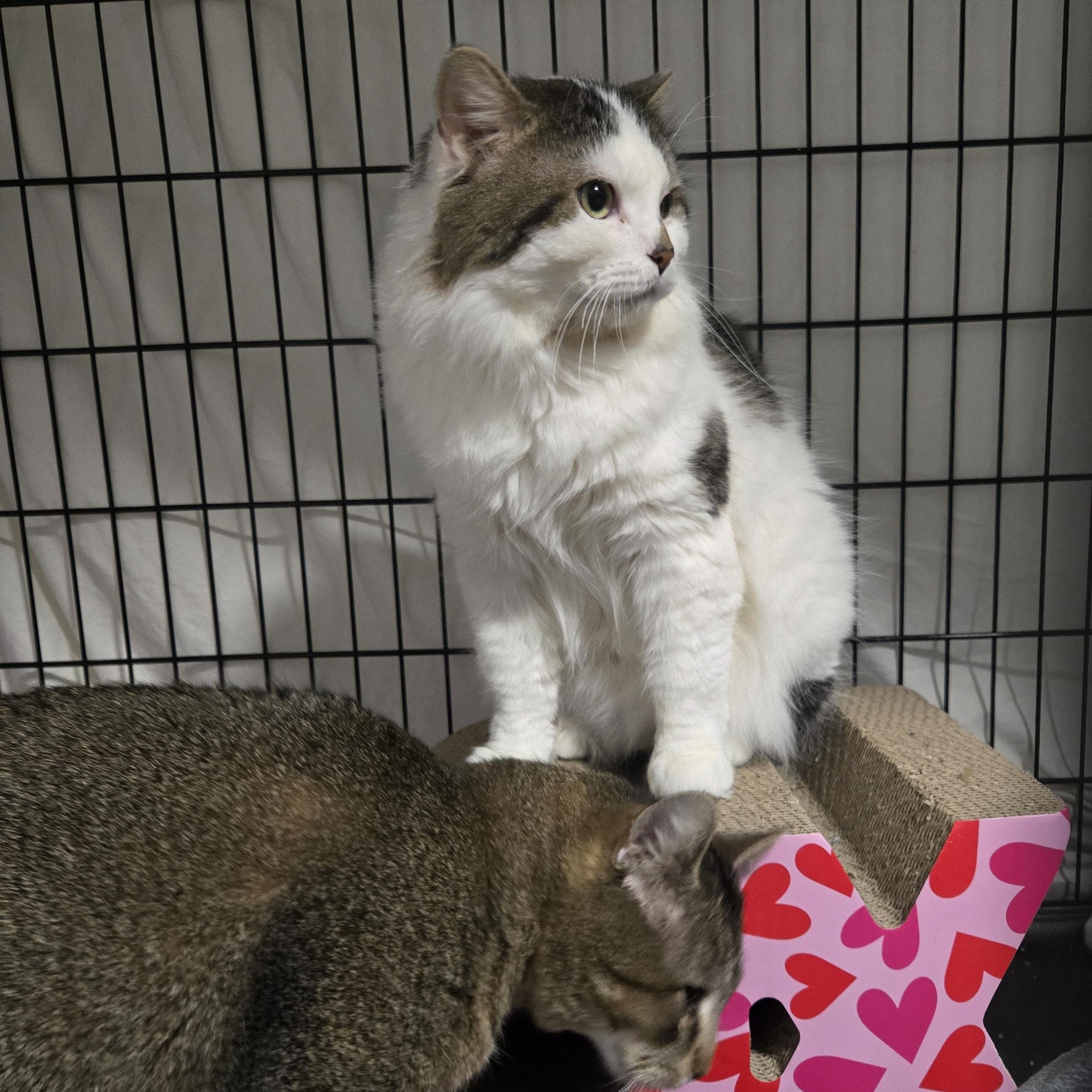 Wall-E, a ADOPTABLE Domestic Long Hair in Mississauga, ON image 6/6