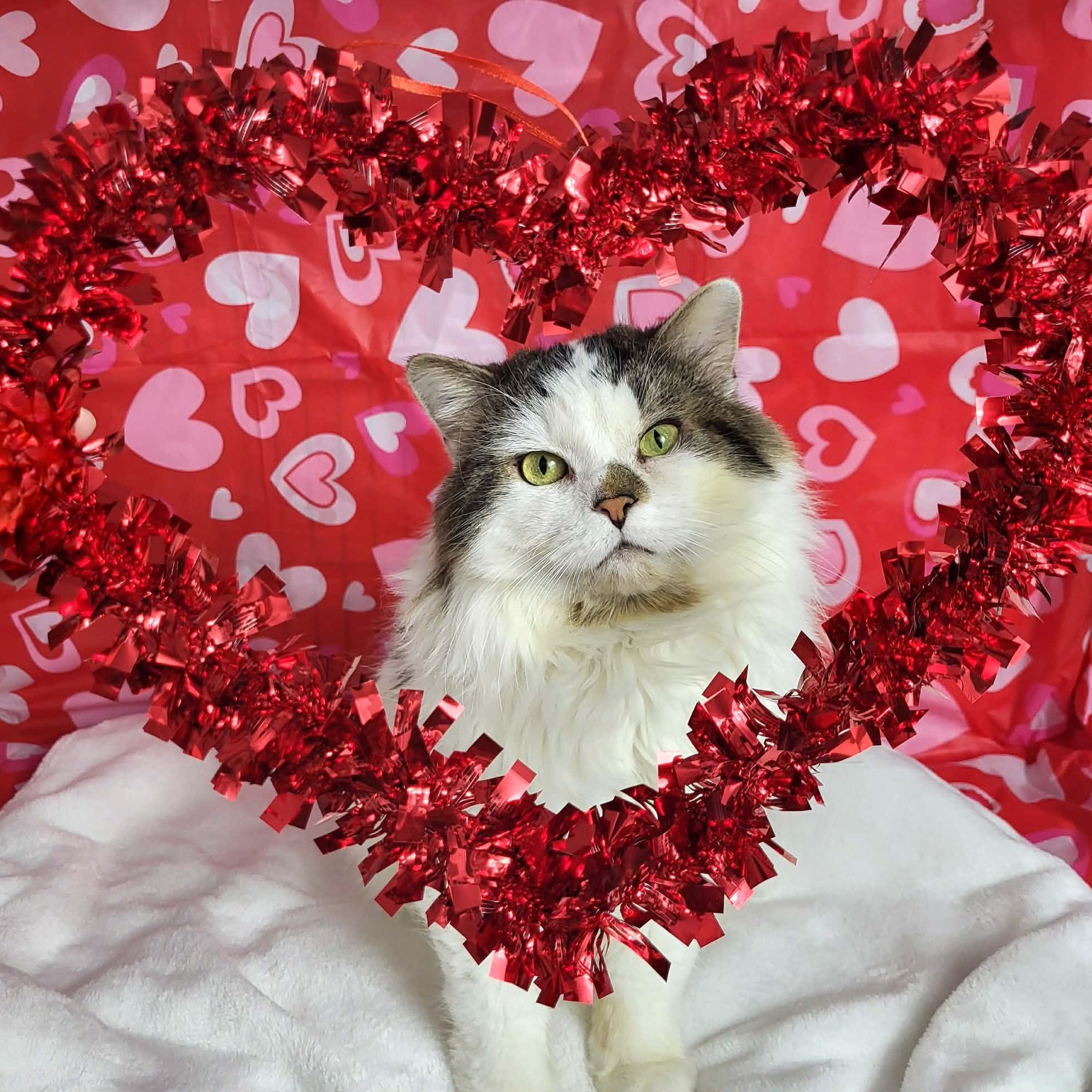 Wall-E, a ADOPTABLE Domestic Long Hair in Mississauga, ON image 3/6