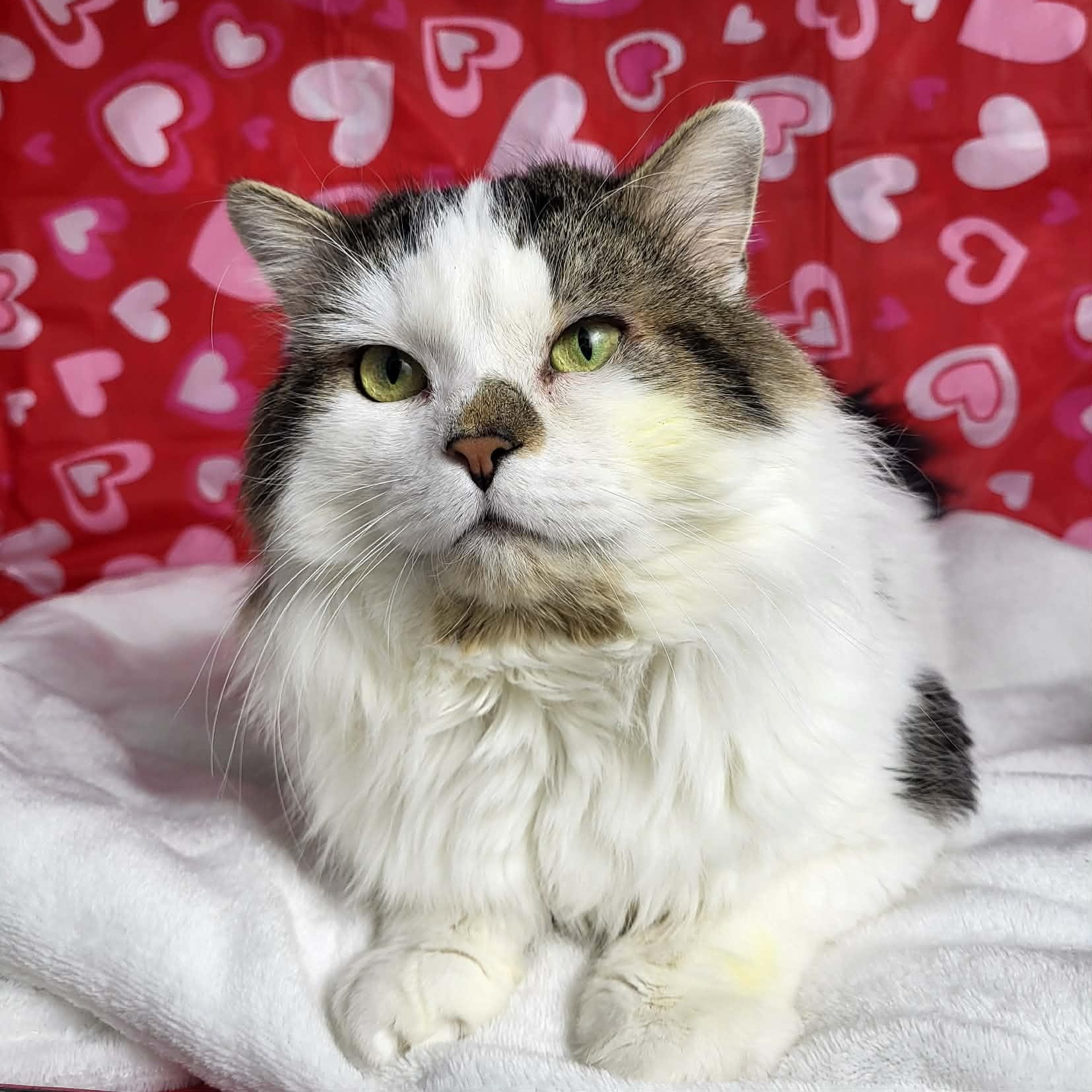 Wall-E, a ADOPTABLE Domestic Long Hair in Mississauga, ON image 2/6