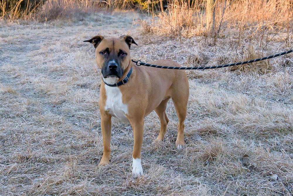 Enlarge Buzz, a ADOPTABLE mixed breed in Blair, NE image 1/2