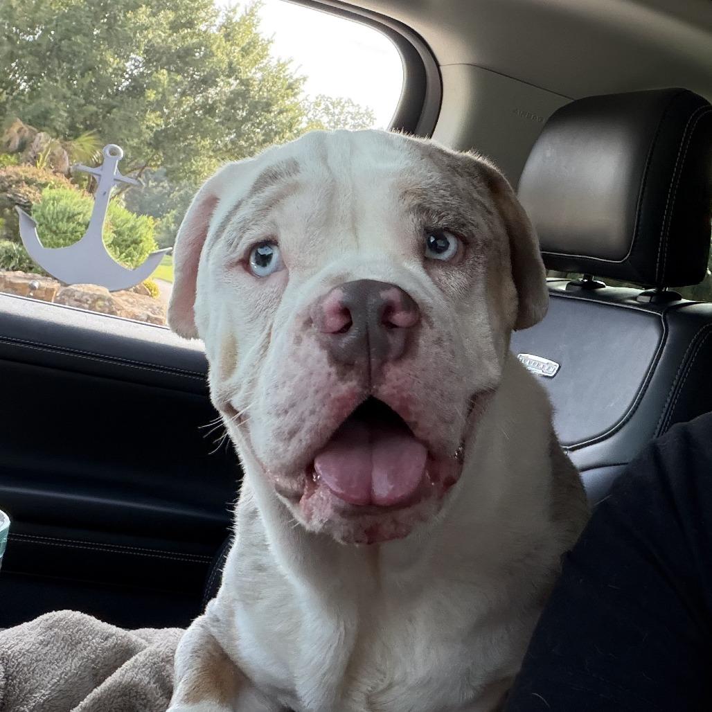 Jack, Adoptable, Adult Male English Bulldog & English Bulldog.
