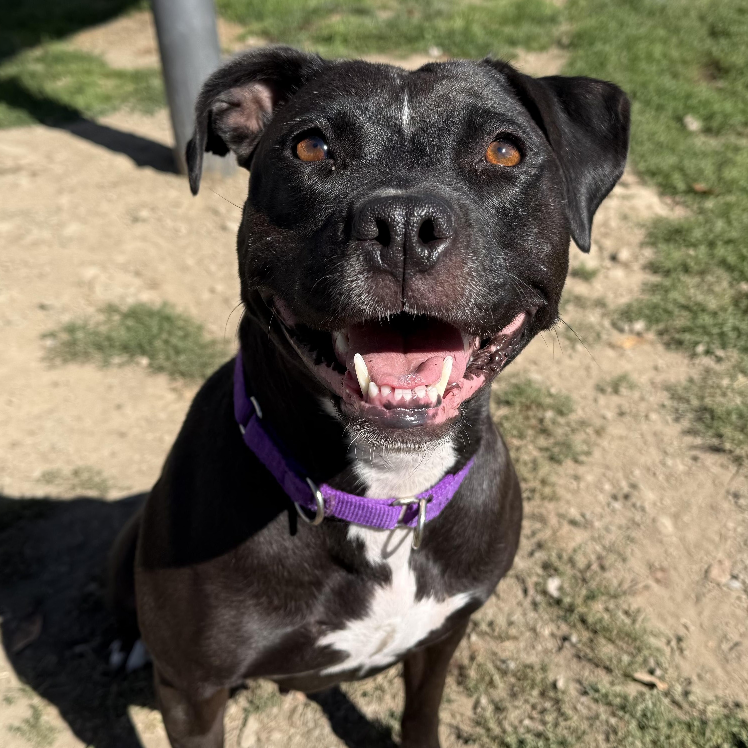 Enlarge Zelda, a Adoptable Mixed Breed in Cooperstown, NY image 1/3