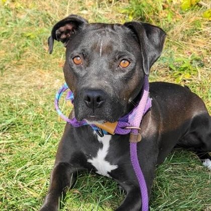 Enlarge Zelda, a Adoptable Mixed Breed in Cooperstown, NY image 2/3