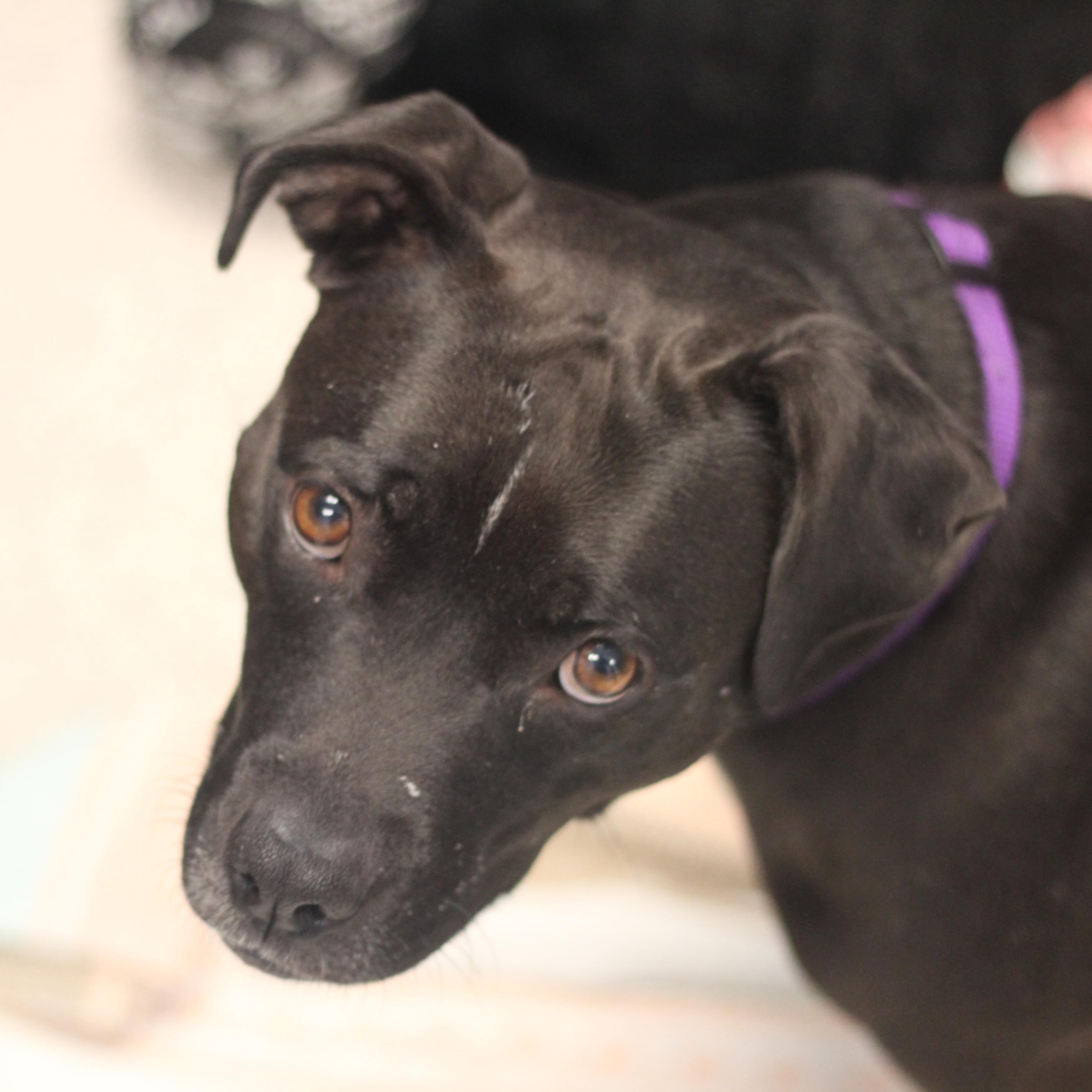 Enlarge Zelda, a Adoptable Mixed Breed in Cooperstown, NY image 3/3
