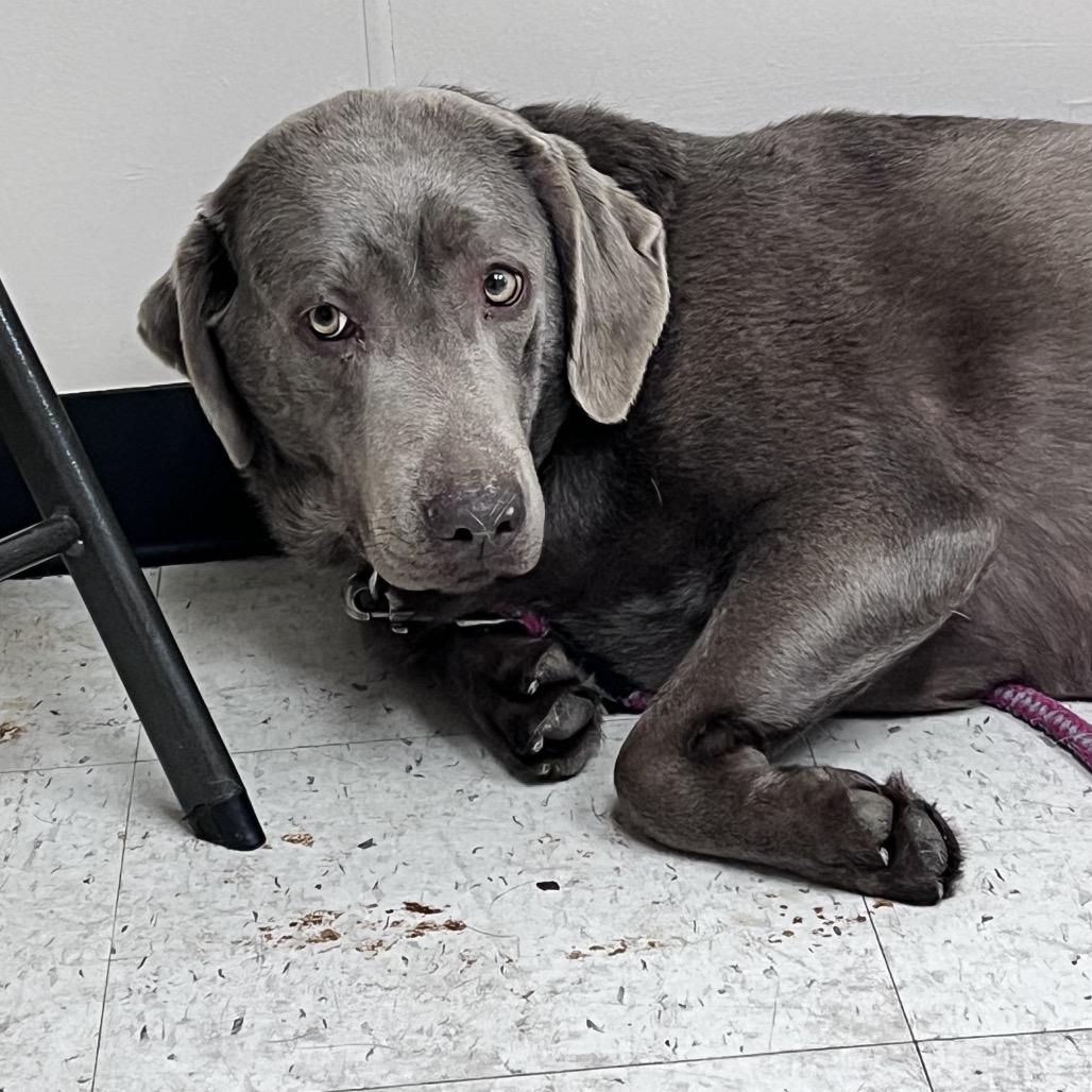 Princess Pierogi, Adoptable, Adult Female Mixed Breed.