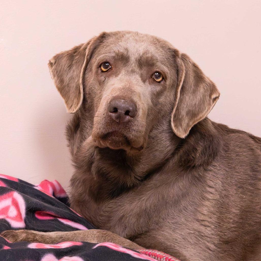 Enlarge Princess Pierogi, a Adoptable Mixed Breed in Mentor, OH image 2/3