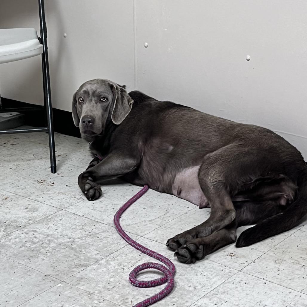 Enlarge Princess Pierogi, a Adoptable Mixed Breed in Mentor, OH image 3/3