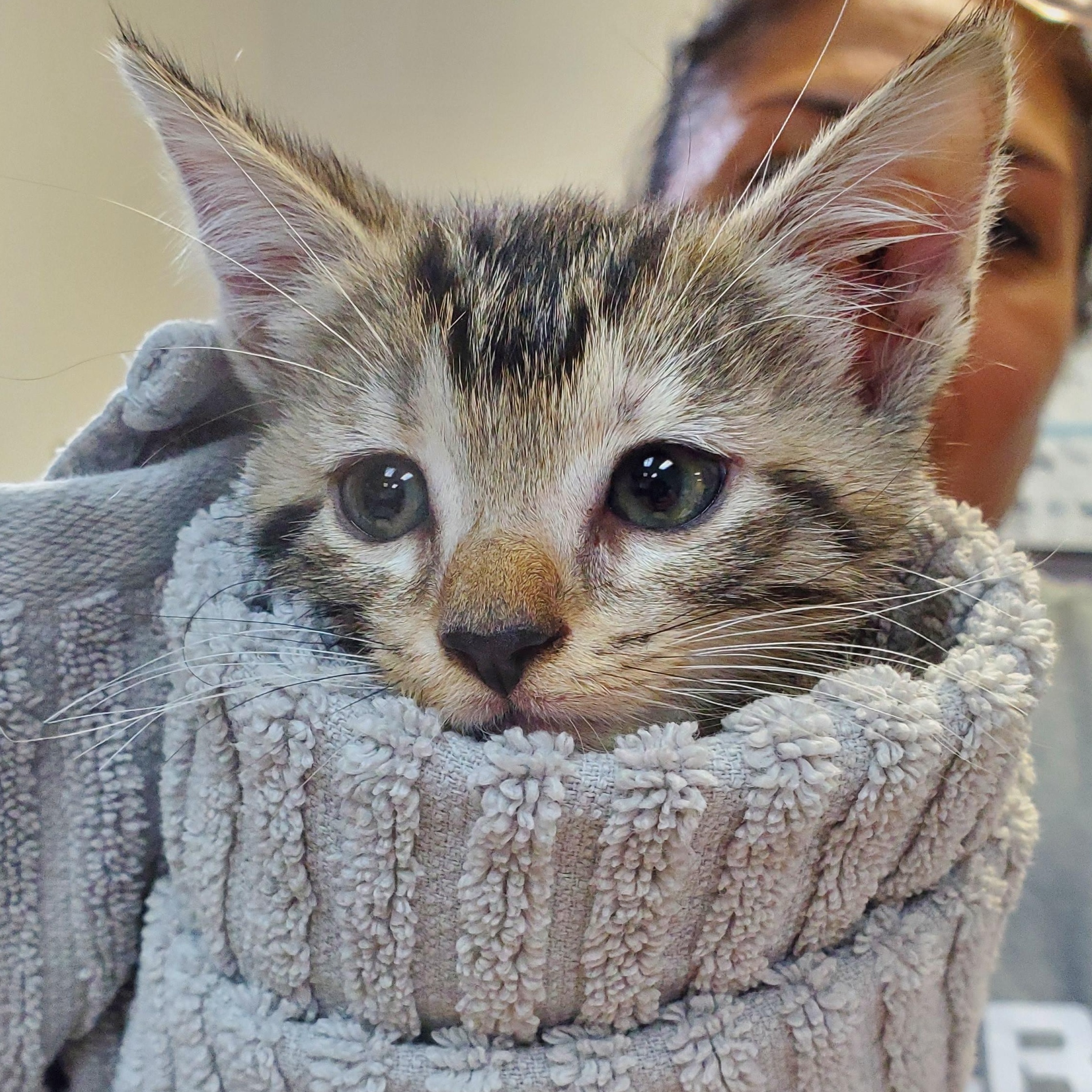 No Name, Baby Female Domestic Short Hair