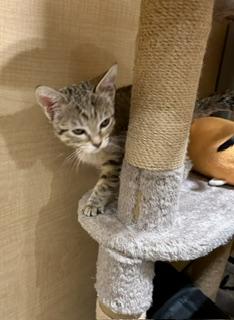 Enlarge Beanie, a Adoptable Domestic Short Hair in Phoenix, AZ image 4/6