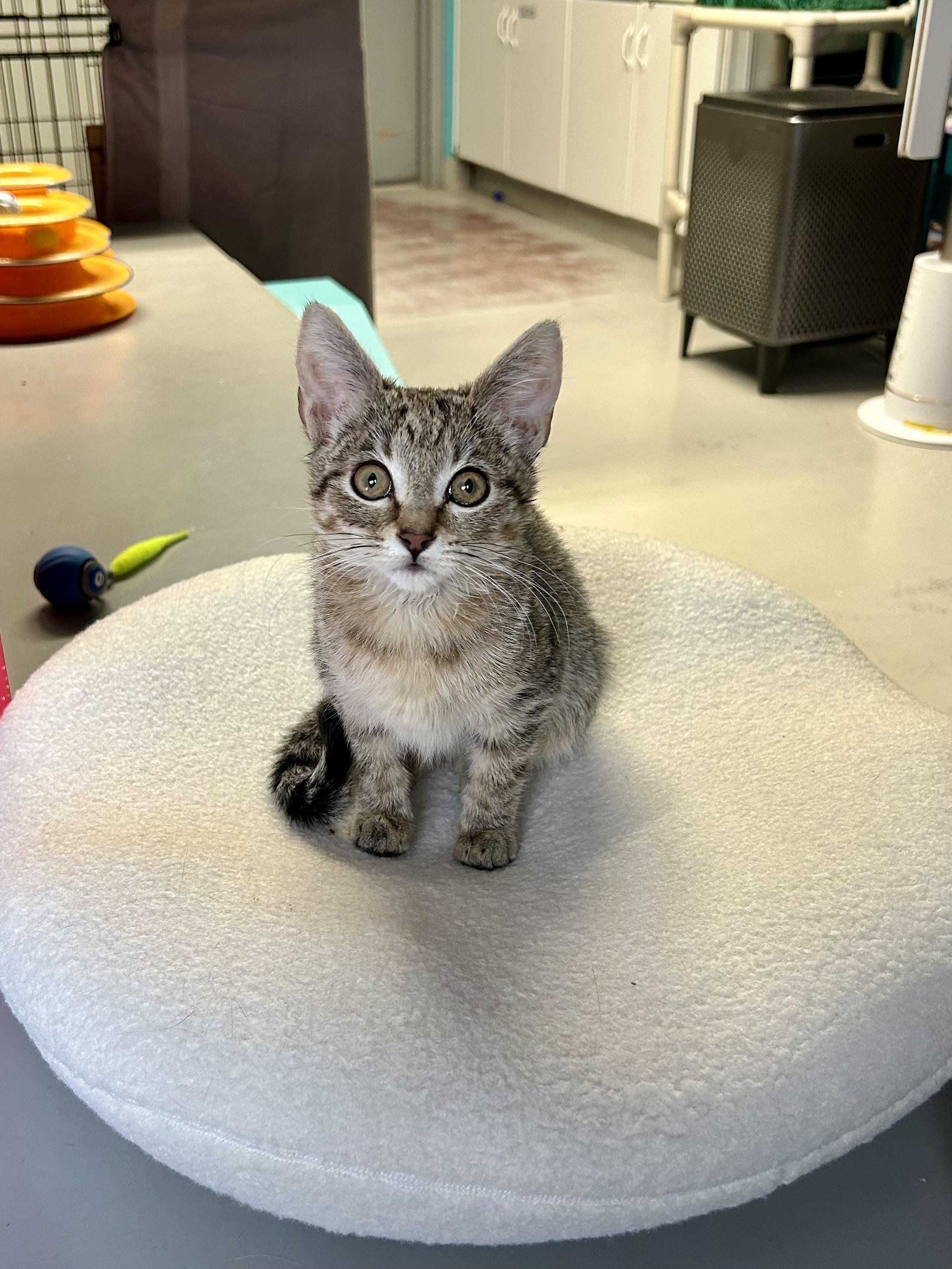 Enlarge Beanie, a Adoptable Domestic Short Hair in Phoenix, AZ image 2/6