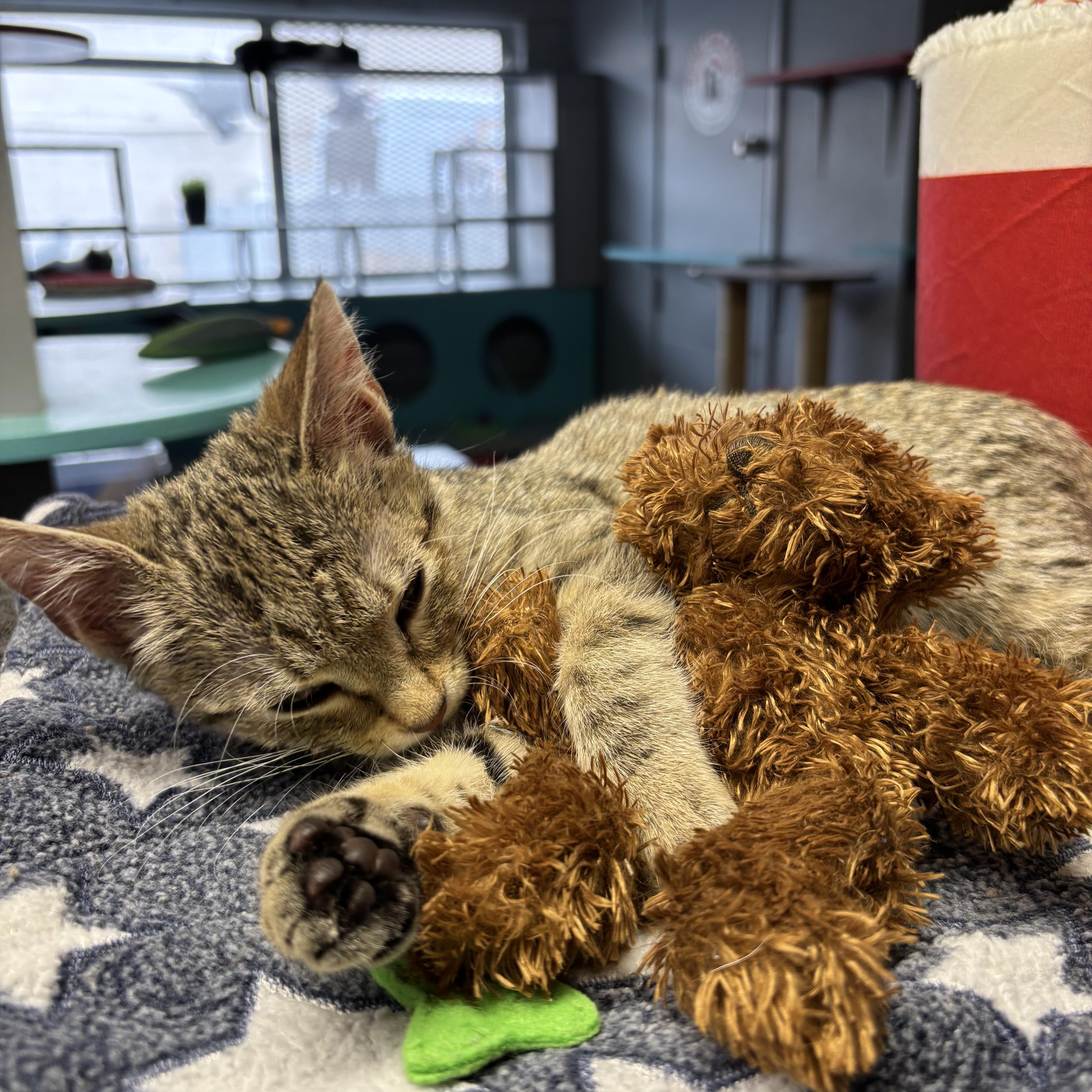 Enlarge Beanie, a Adoptable Domestic Short Hair in Phoenix, AZ image 5/6