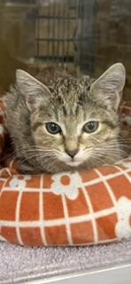 Enlarge Beanie, a Adoptable Domestic Short Hair in Phoenix, AZ image 3/6