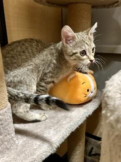 Beanie, Adoptable, Kitten Female Domestic Short Hair.