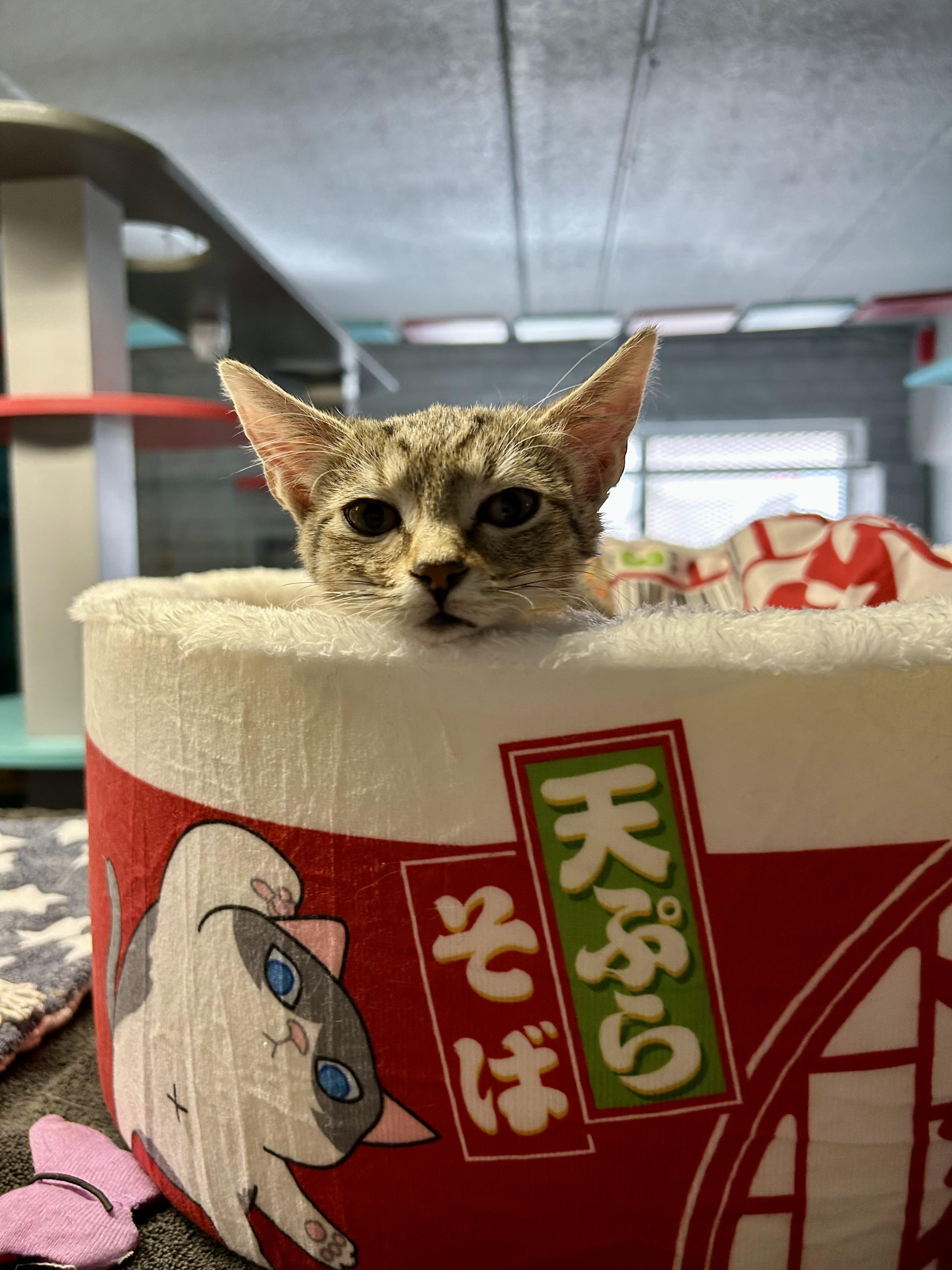 Enlarge Beanie, a Adoptable Domestic Short Hair in Phoenix, AZ image 6/6