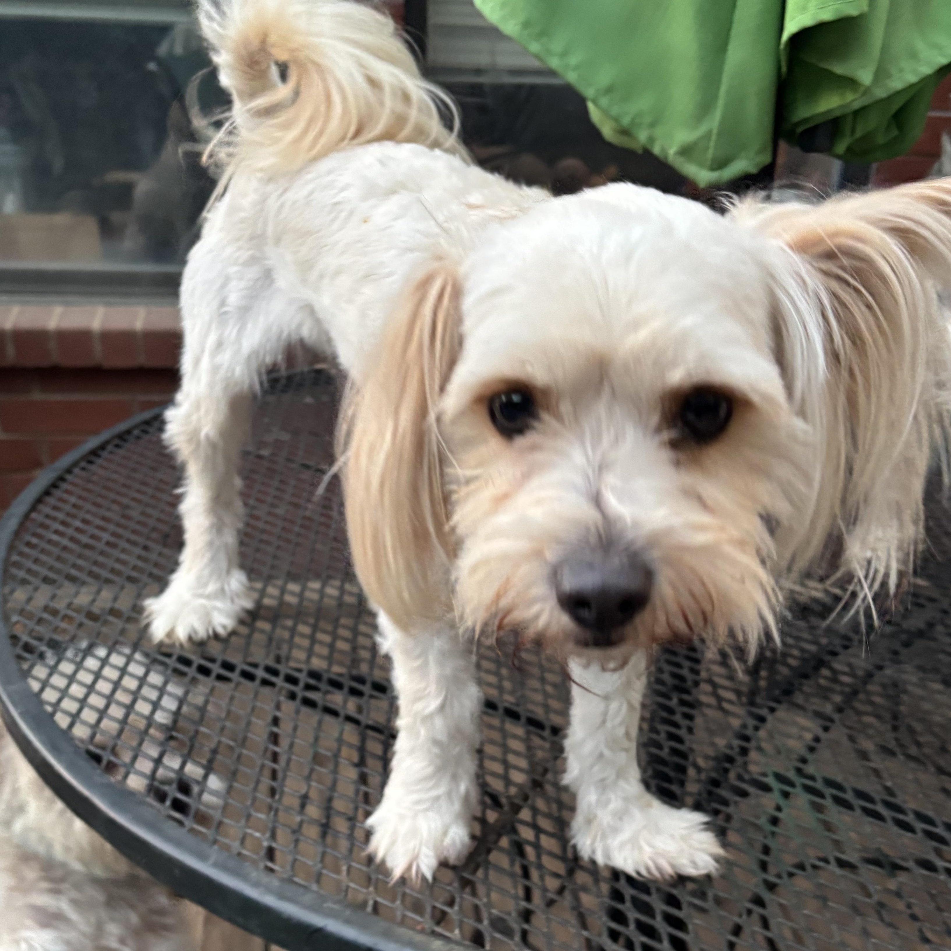 Zing Savor, an adopted Shih Tzu in Plano, TX image 3/3