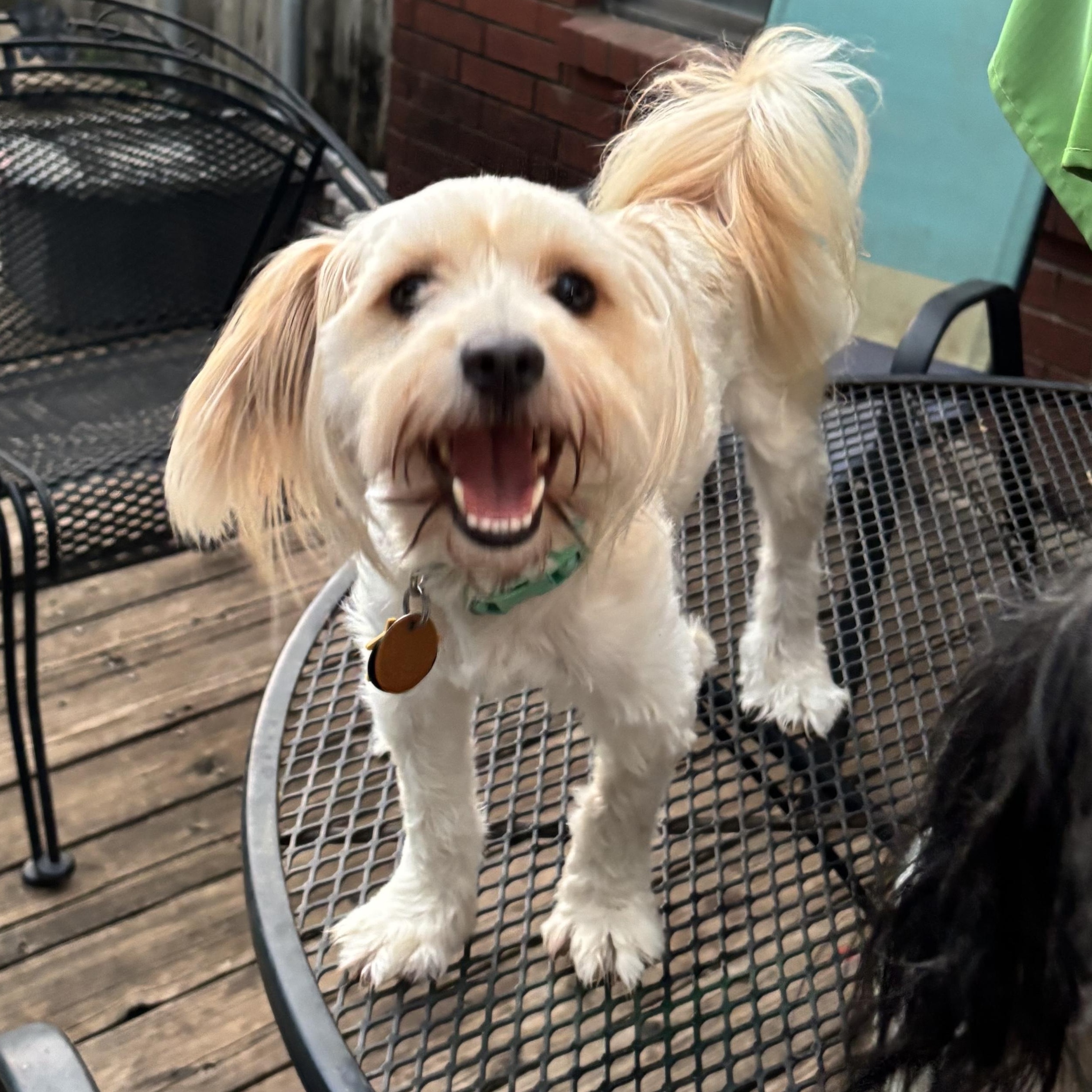 Zing Savor, an adopted Shih Tzu in Plano, TX image 1/3