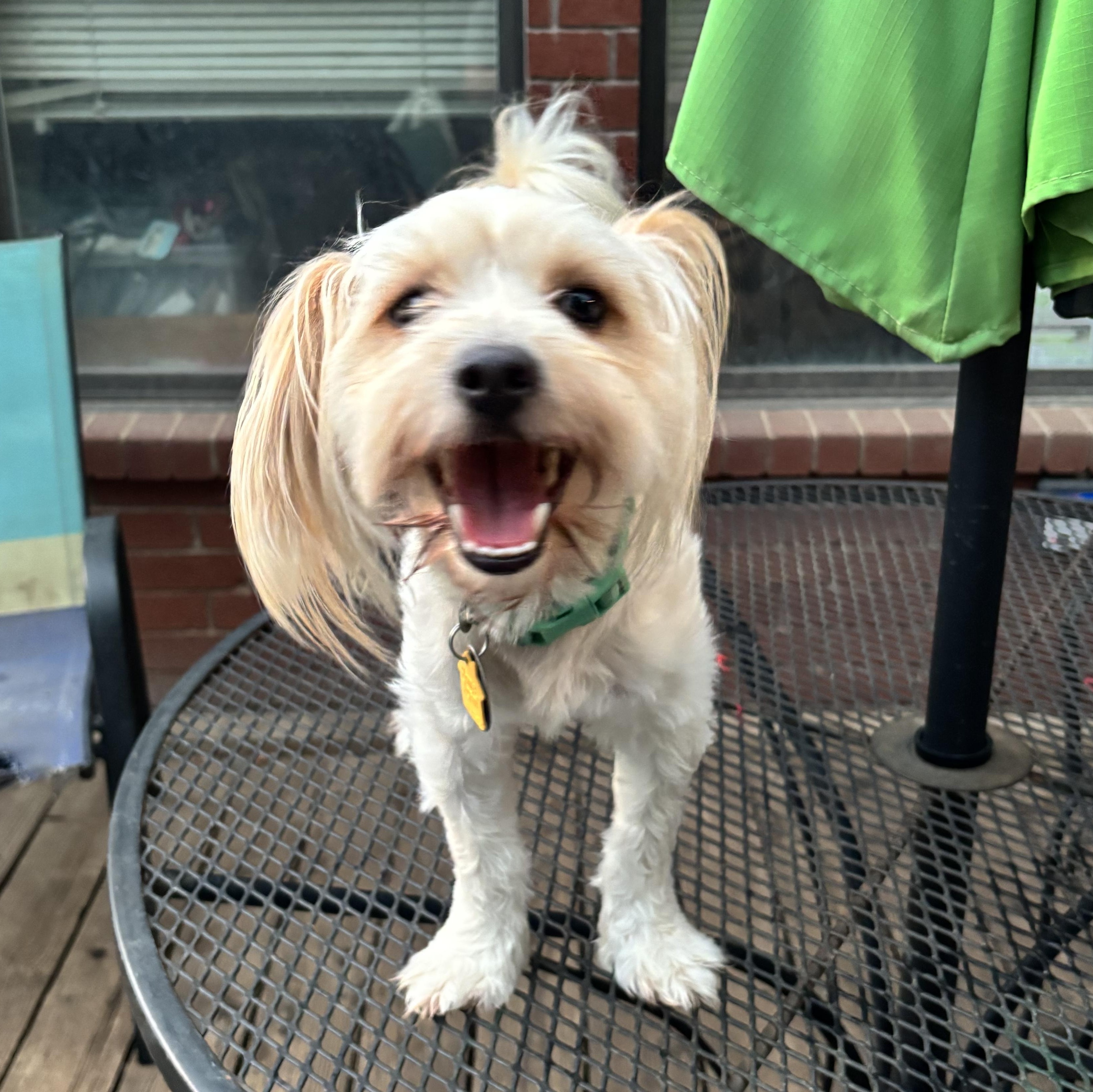 Zing Savor, an adopted Shih Tzu in Plano, TX image 2/3