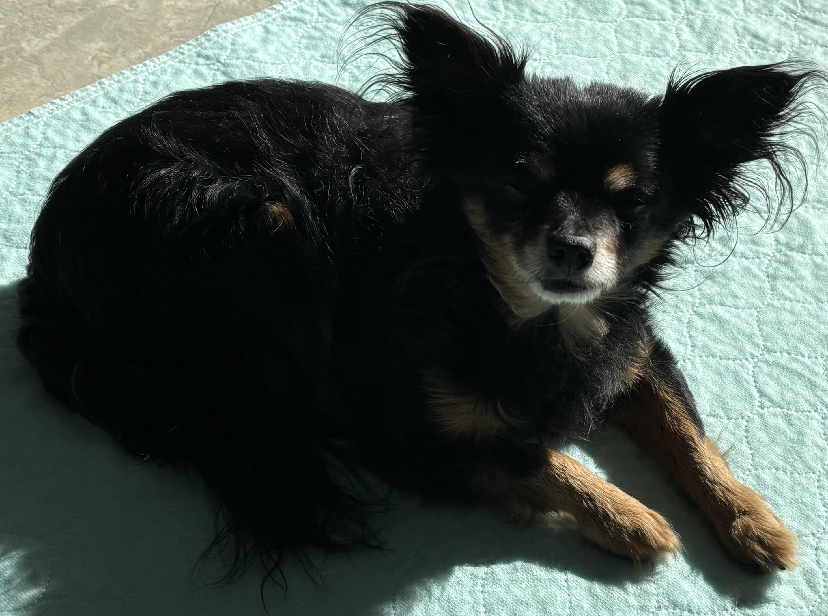 Rudy, a ADOPTABLE Chihuahua in Sandown, NH image 2/5