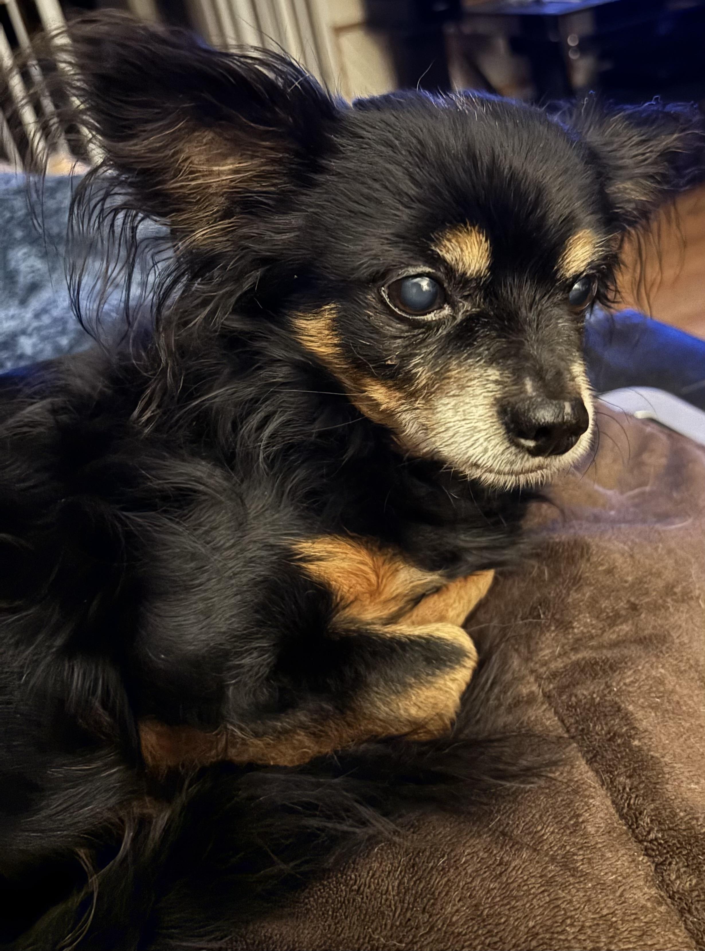 Rudy, a ADOPTABLE Chihuahua in Sandown, NH image 4/5
