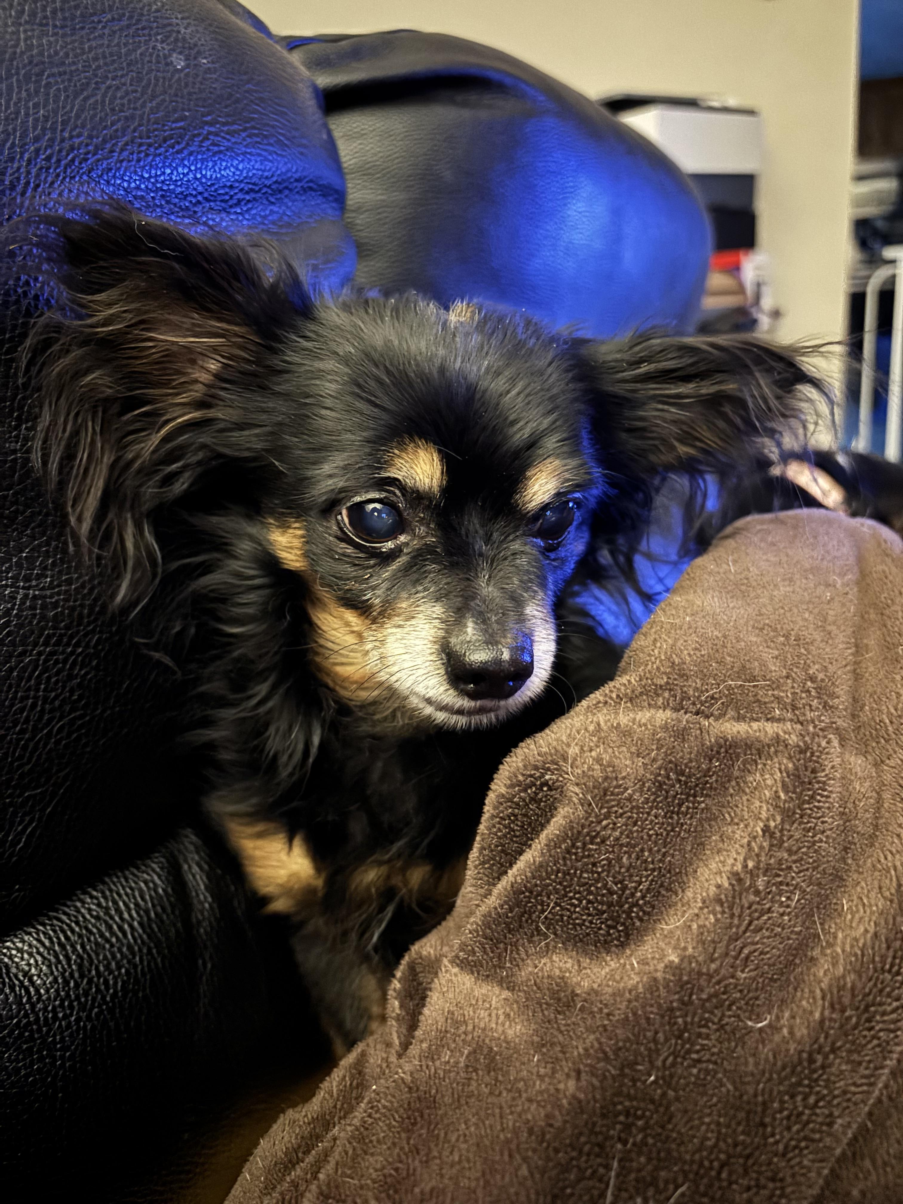 Rudy, a ADOPTABLE Chihuahua in Sandown, NH image 3/5