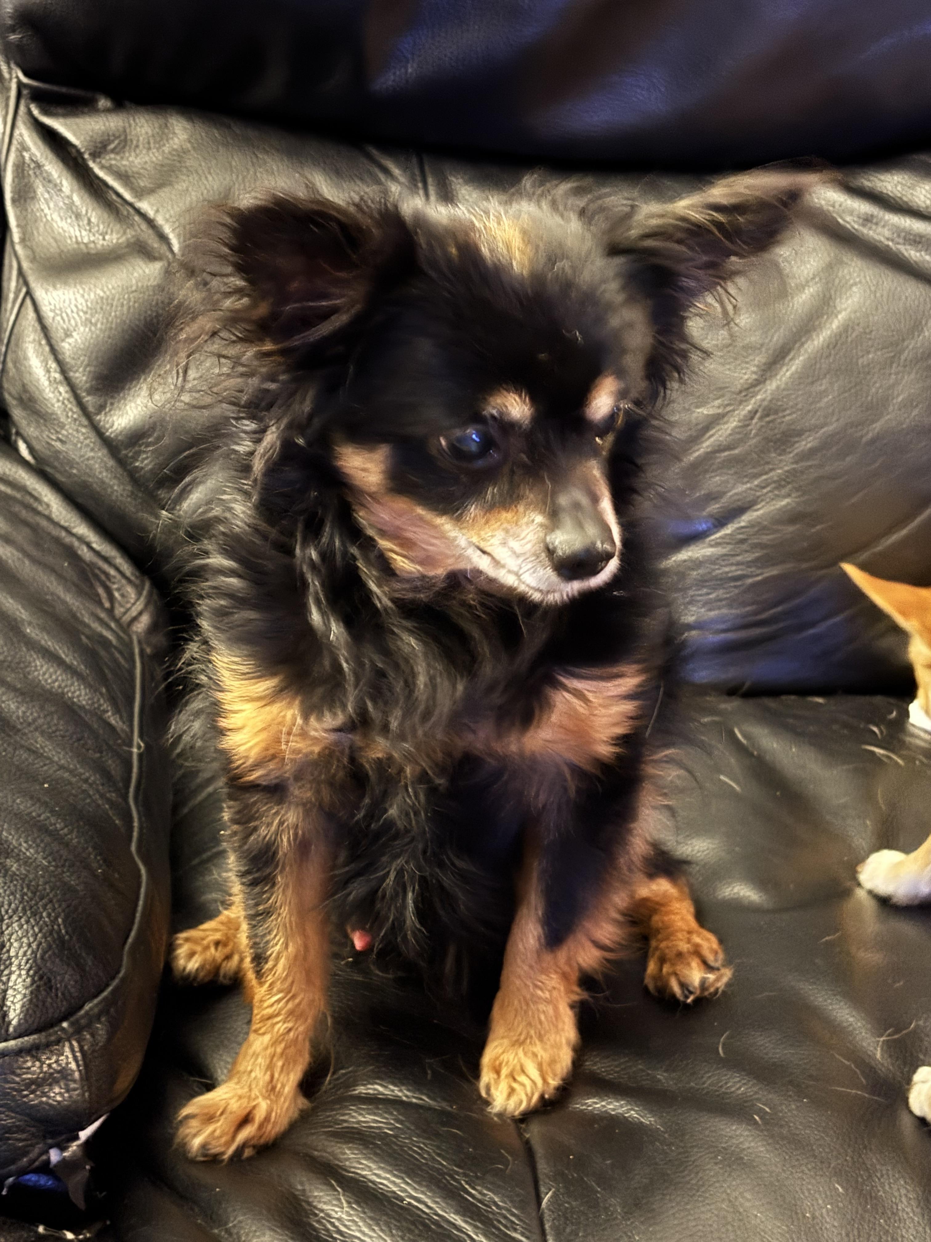 Rudy, a ADOPTABLE Chihuahua in Sandown, NH image 5/5