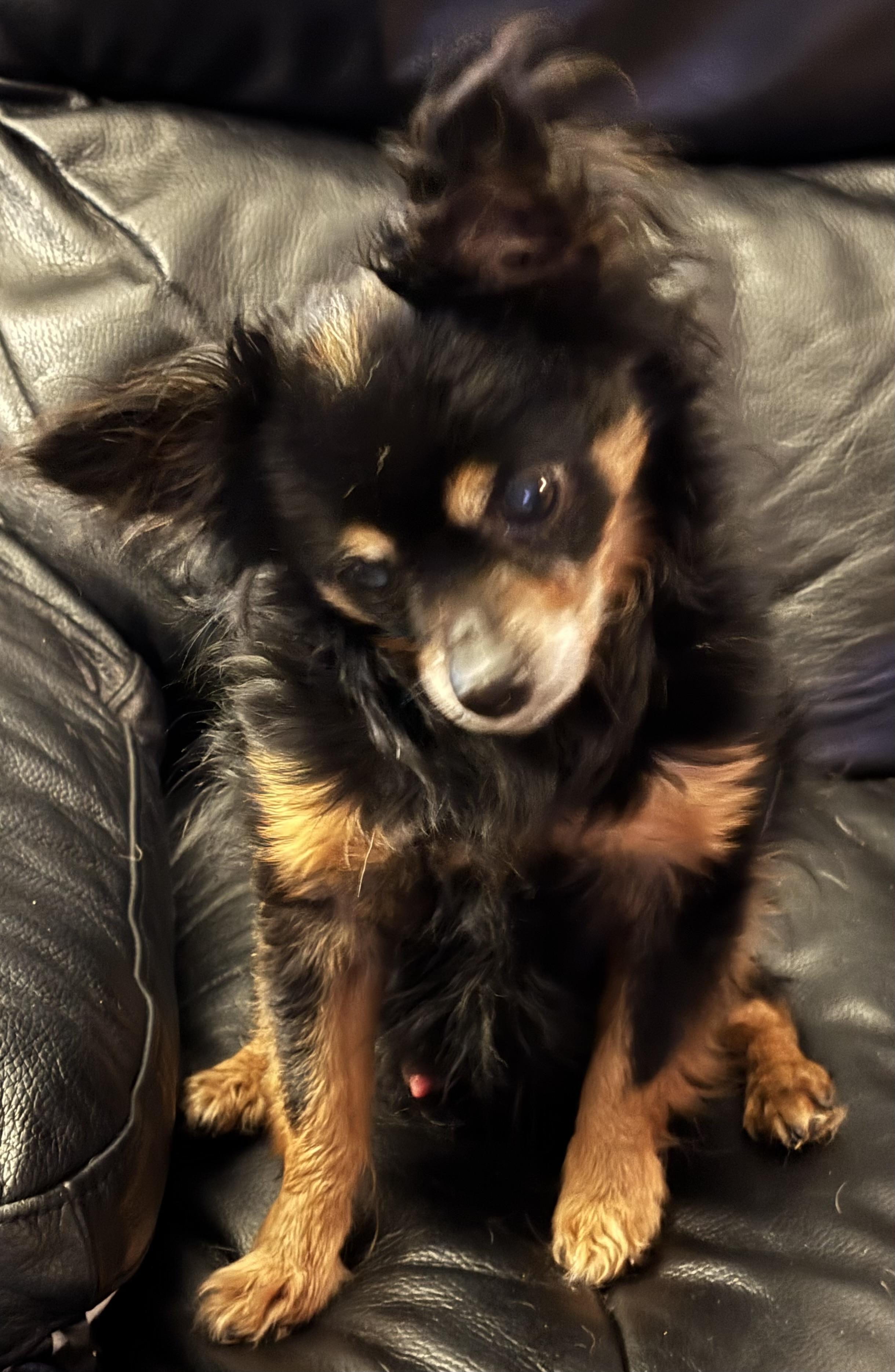Rudy, a ADOPTABLE Chihuahua in Sandown, NH image 1/5