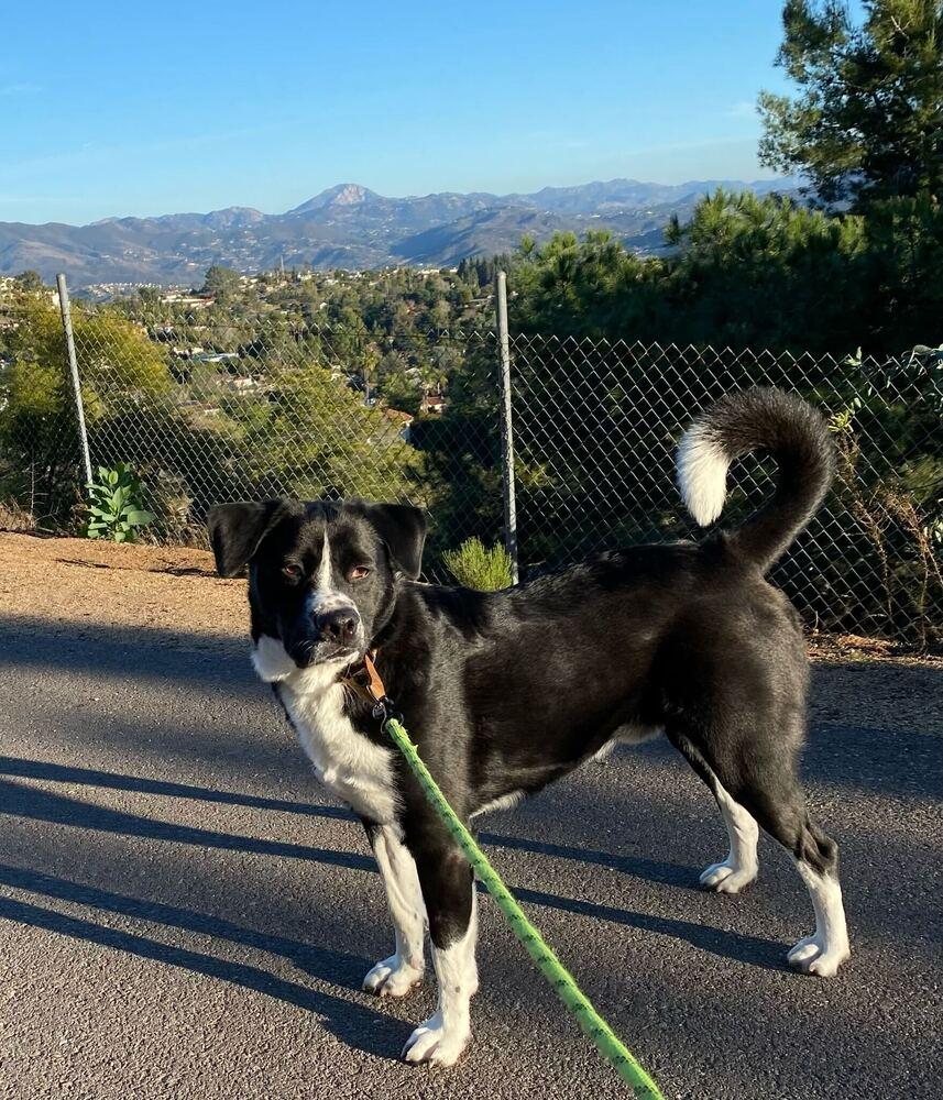Macadamia, a Adoptable mixed breed in San Diego, CA image 1/6