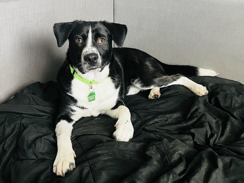 Macadamia, a Adoptable mixed breed in San Diego, CA image 2/6