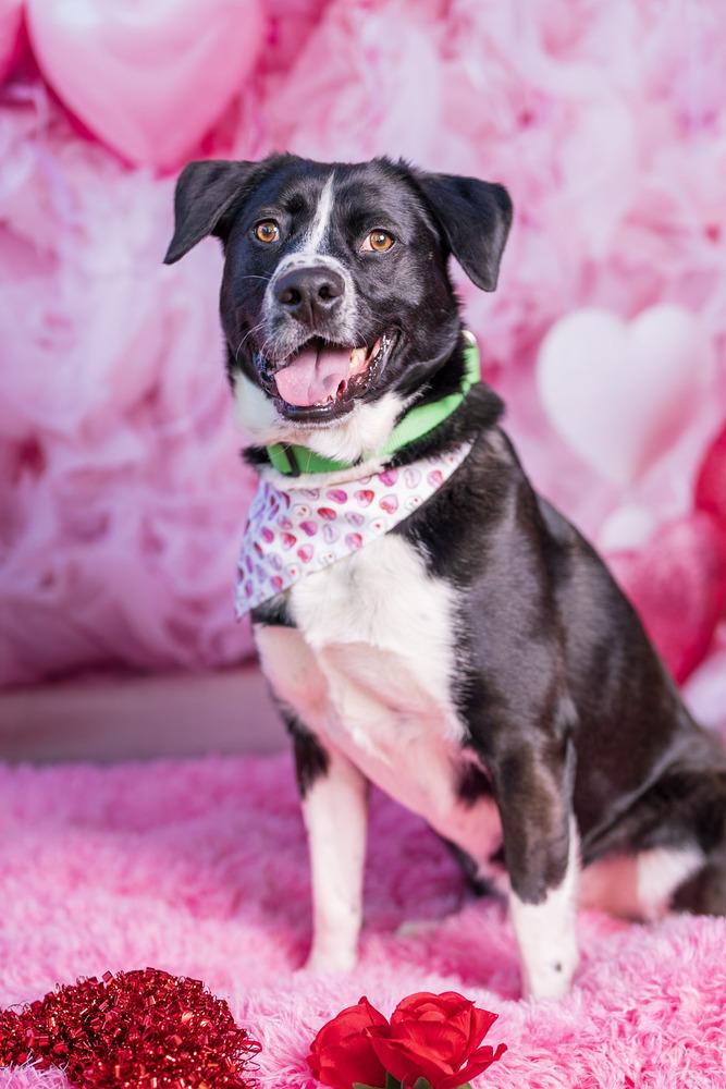 Macadamia, a Adoptable mixed breed in San Diego, CA image 3/6