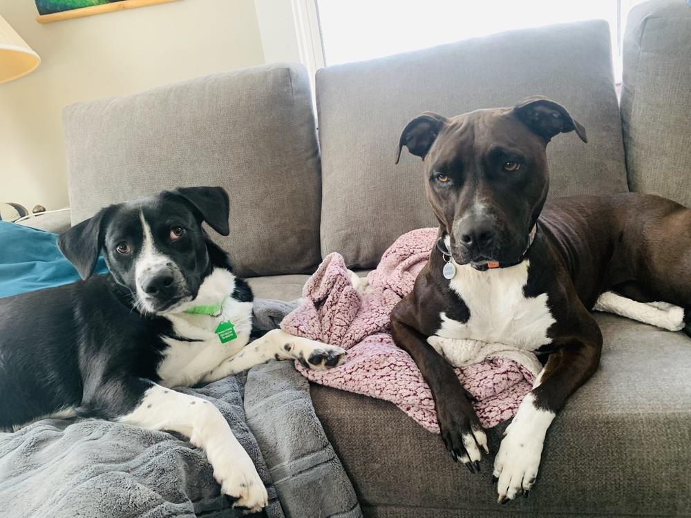 Macadamia, a Adoptable mixed breed in San Diego, CA image 4/6