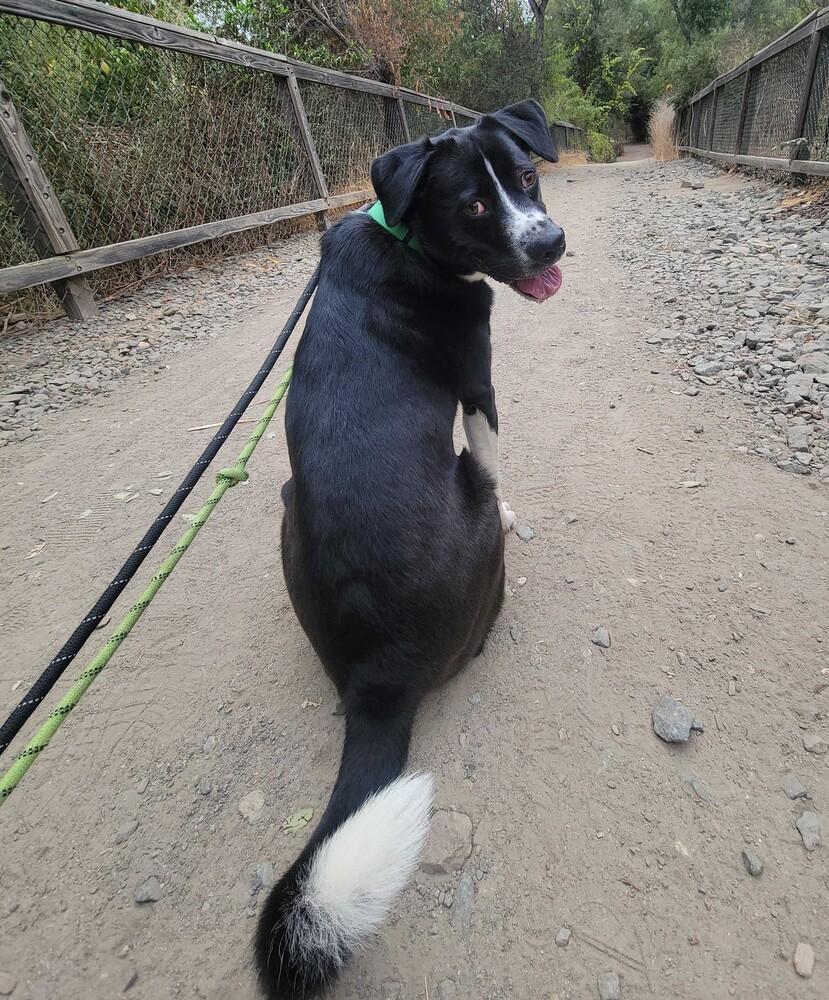 Macadamia, a Adoptable mixed breed in San Diego, CA image 5/6