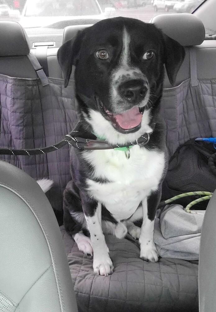 Macadamia, a Adoptable mixed breed in San Diego, CA image 6/6