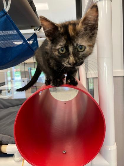 Enlarge Ignition, a Adoptable mixed breed in Fergus Falls, MN image 1/1