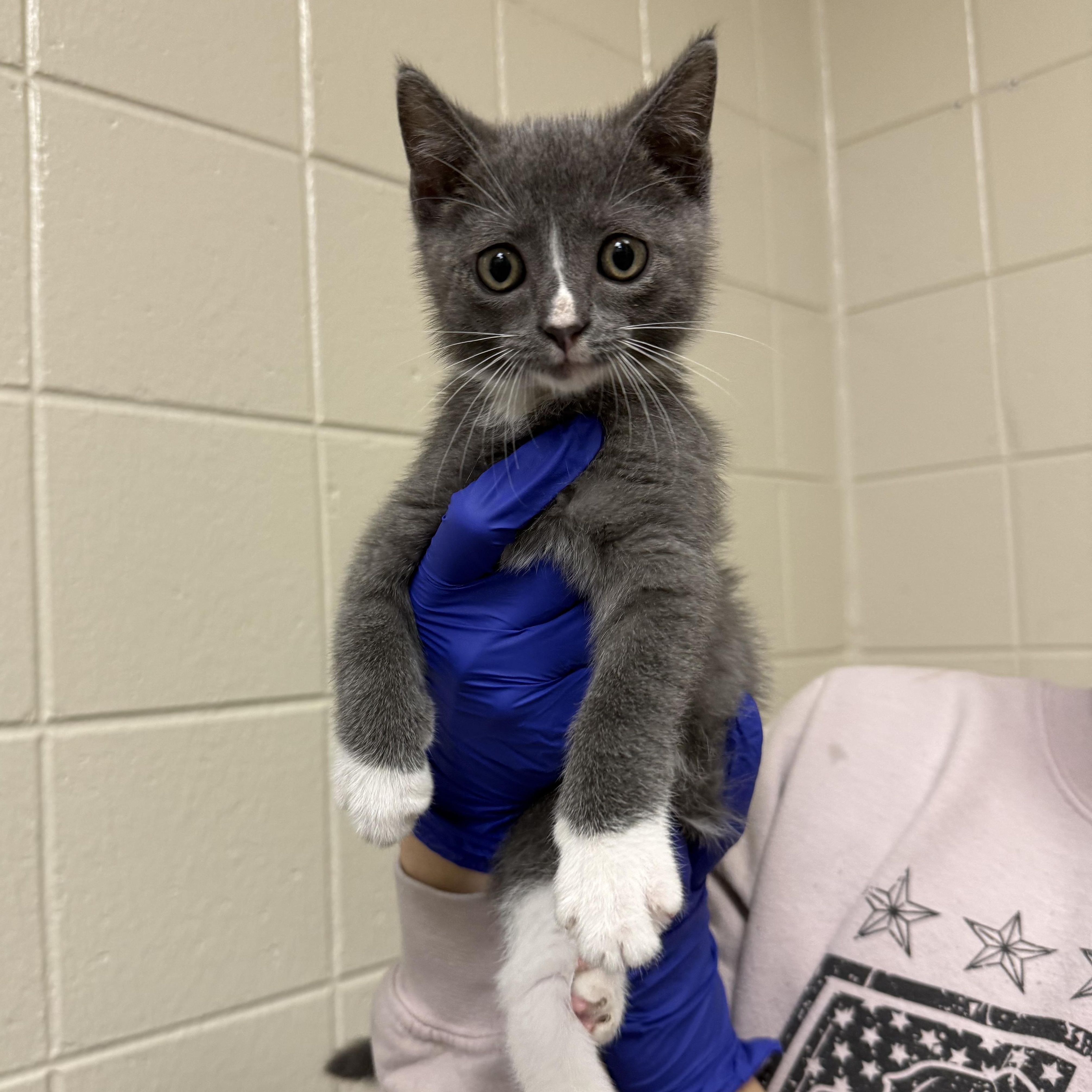 Fuzz Lightyear, adopted, Kitten Male Domestic Short Hair.