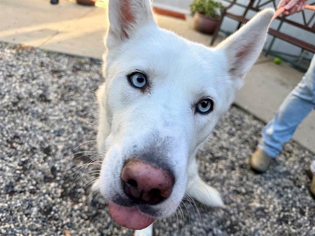OPAL, Adoptable, Young Female Siberian Husky & Mixed Breed.