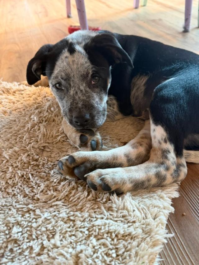 Doctor, an adopted mixed breed in Portland, OR image 3/4