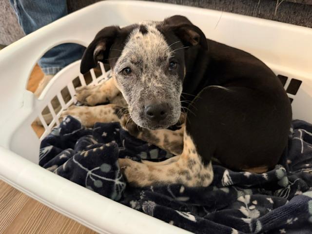 Doctor, an adopted mixed breed in Portland, OR image 2/4
