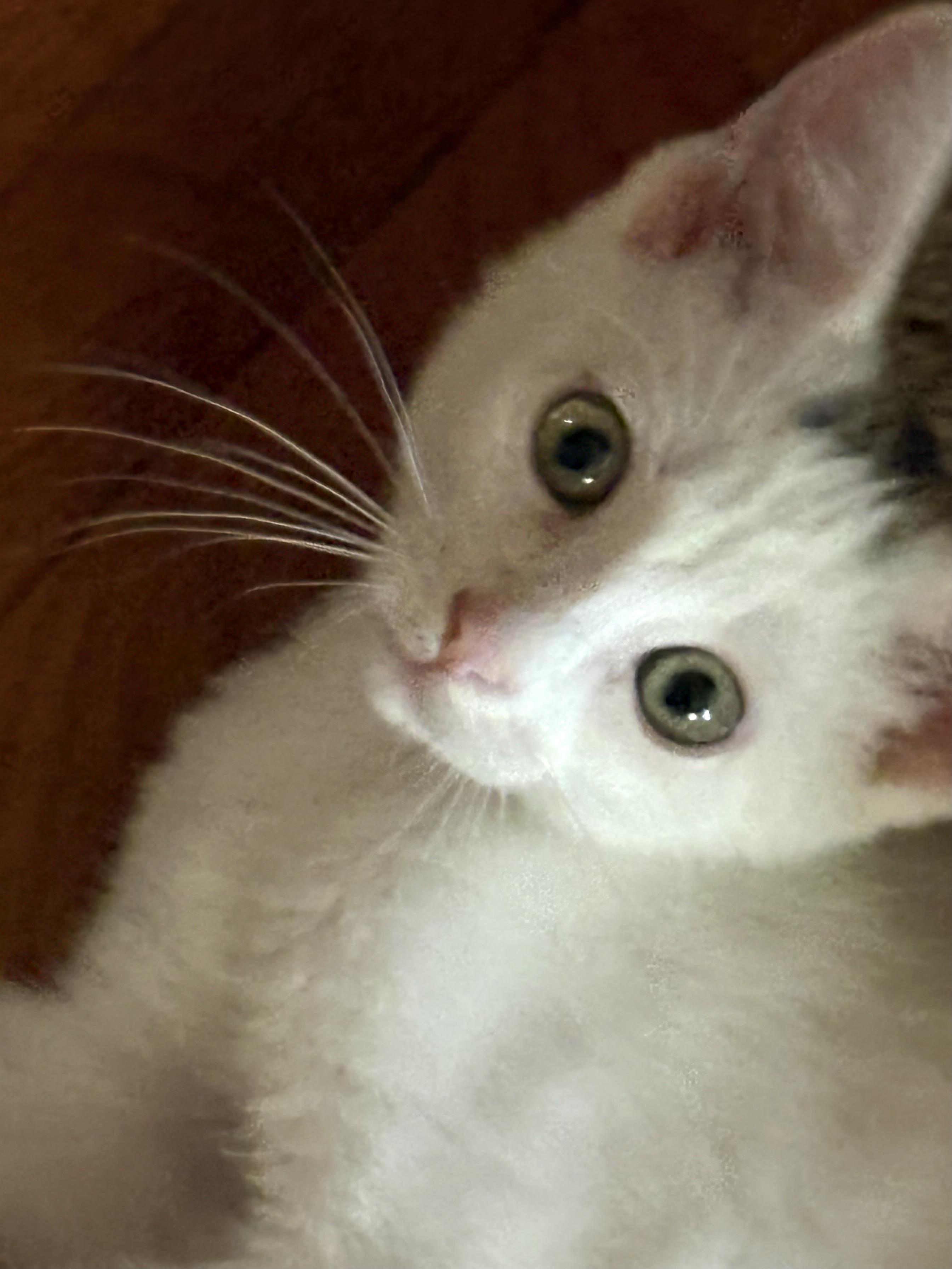Jasper, an adoptable Domestic Short Hair in Belvidere, IL image 2/4