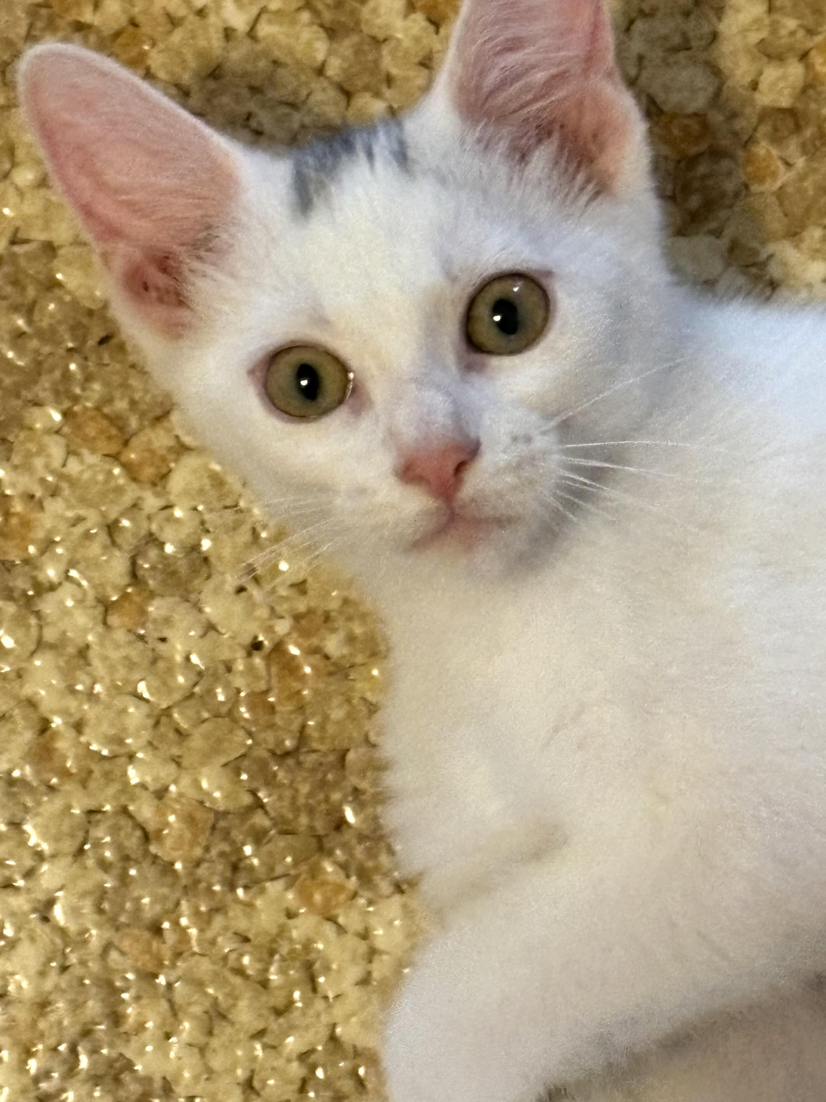 Jasper, adoptable, Kitten Male Domestic Short Hair.