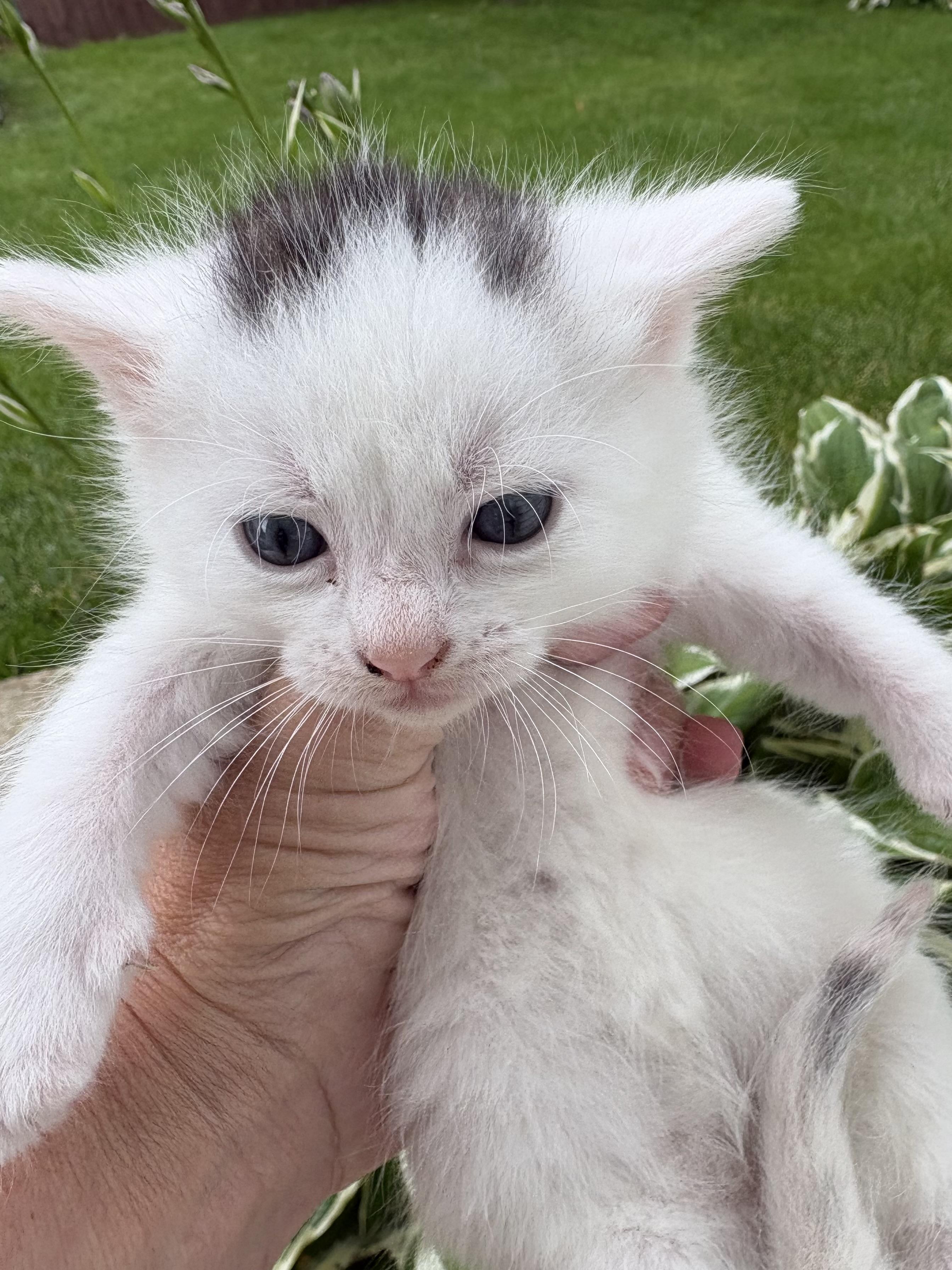 Jasper, an adoptable Domestic Short Hair in Belvidere, IL image 3/4
