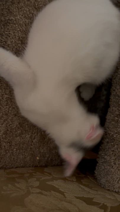 Enlarge Jasper, an adoptable Domestic Short Hair in Belvidere, IL video 4/4
