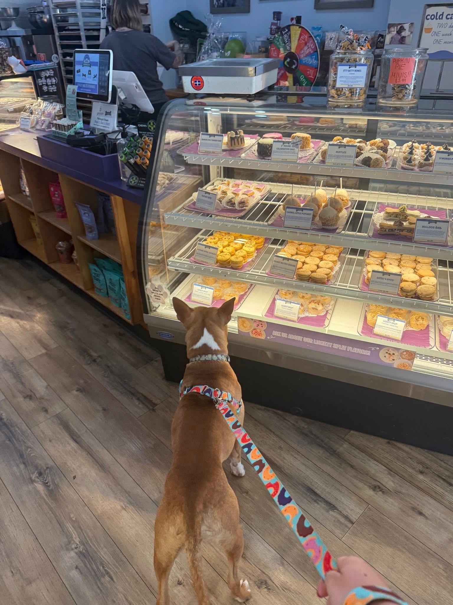 Enlarge Bric, a Adoptable mixed breed in Indianapolis, IN image 4/6