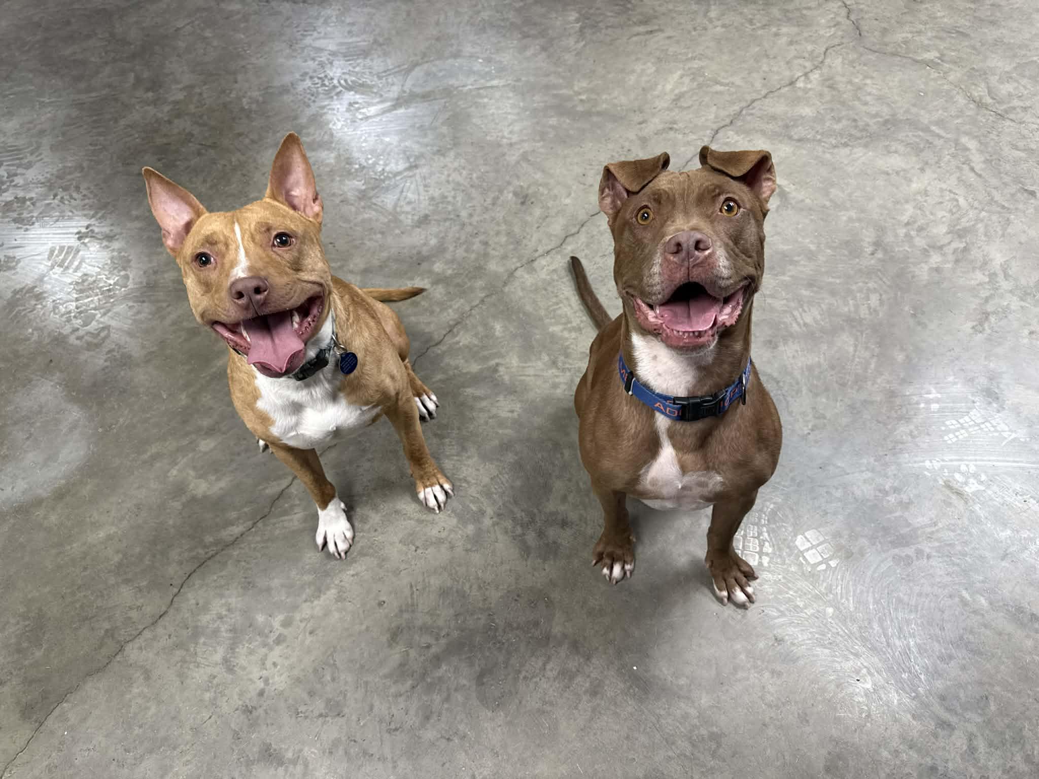 Enlarge Bric, a Adoptable mixed breed in Indianapolis, IN image 3/6