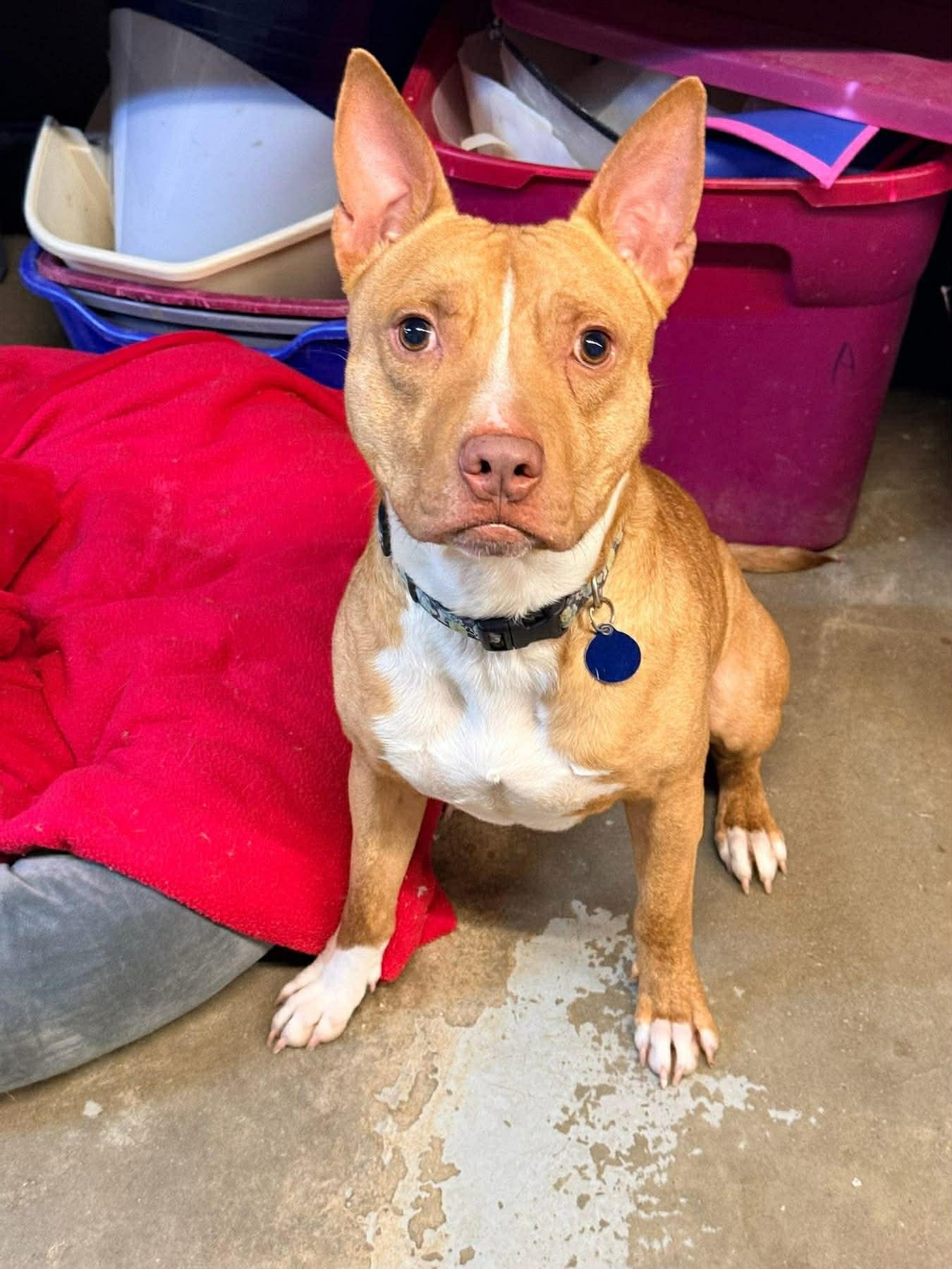 Enlarge Bric, a Adoptable mixed breed in Indianapolis, IN image 1/6