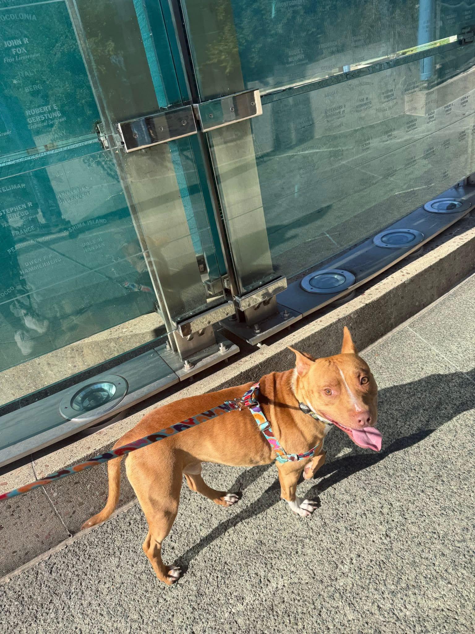 Enlarge Bric, a Adoptable mixed breed in Indianapolis, IN image 6/6