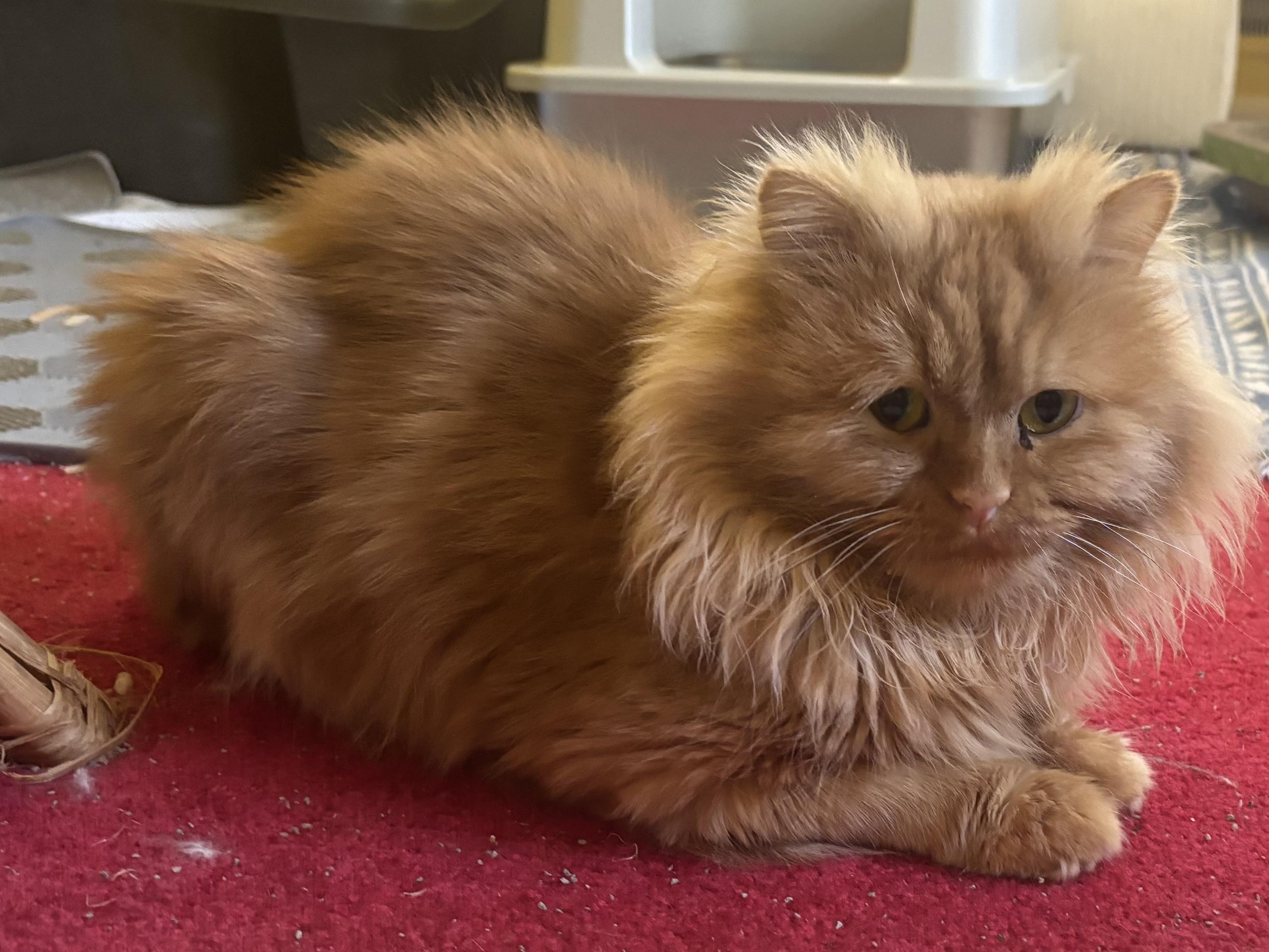 Ramy (part Persian, Long Hair), ADOPTABLE, Young Male Persian.