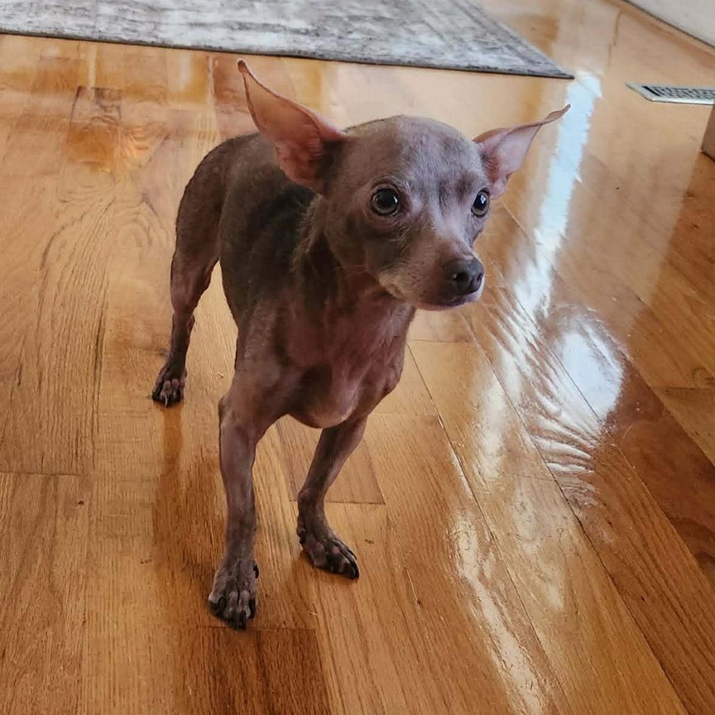 Sophie, Adoptable, Senior Female Chihuahua & Chihuahua.